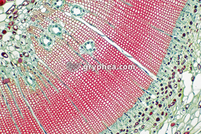 Tige de Pin 1ère année CT x25 - gryphea.com